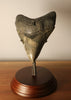 Megalodon Shark Tooth - 4.54 inches