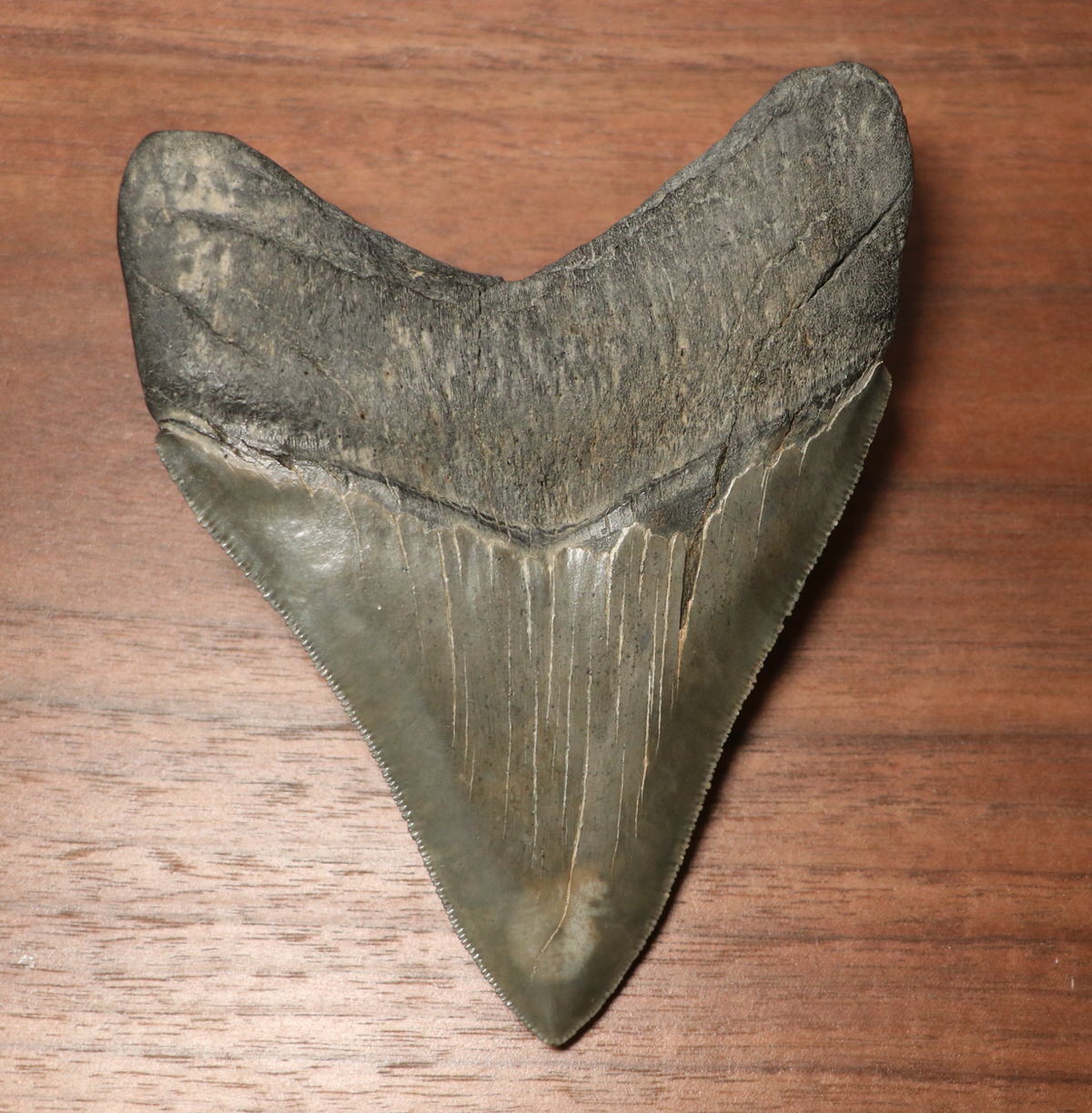 Megalodon Shark Tooth for Sale - 4.54 inches – Fossil Realm