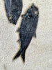 Large Fossil Fish Shoal - 74 x 24 inches