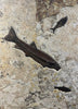 Magnificent Fossil Fish Triptych - 75 x 49 inches