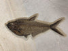 Large Mural, 7 Fish  - 69" x 32"