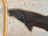 Notogoneus Fossil Fish - 20" Specimen - Green River