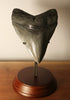 5.15" Megalodon Shark Tooth