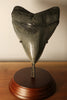 5.15" Megalodon Shark Tooth