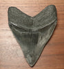 5.15" Megalodon Shark Tooth