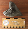 5.15" Megalodon Shark Tooth