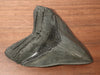 5.15" Megalodon Shark Tooth
