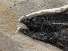 Fossil Fish Triptych - 72 x 39”
