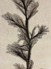 Incomparable Fossil Palm Flower - 73” x 46”