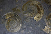 Ammonite Fossils for Sale: Pyritized Ammonites - Holzmaden Shale, 3.54 feet, Closeup