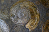 Ammonite Fossils for Sale: Pyritized Ammonites - Holzmaden Shale, 3.54 feet - Closeup 