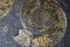 Ammonite Fossils for Sale: Pyritized Ammonites - Holzmaden Shale, 3.54 feet - Closeup 
