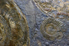 Ammonite Fossils for Sale: Pyritized Ammonites - Holzmaden Shale, 3.54 feet - Closeup 