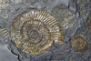 Ammonite Fossils for Sale: Pyritized Ammonites - Holzmaden Shale, 3.54 feet - Closeup 