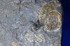 Ammonite Fossils for Sale: Pyritized Ammonites - Holzmaden Shale, 3.54 feet - Closeup 