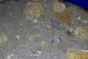Ammonite Fossils for Sale: Pyritized Ammonites - Holzmaden Shale, 3.54 feet - Closeup 