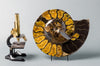 Ammonite Fossils for Sale: Spectacular Craspedodiscus Ammonite From Russia - 15.5 inches 