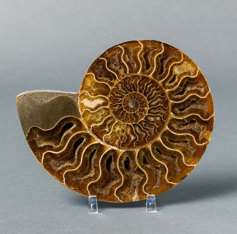 Fossils for Sale: Sliced Ammonite from Madagascar - Many sizes available 