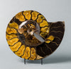Ammonite Fossils for Sale: Spectacular Craspedodiscus Ammonite From Russia - 15.5 inches 