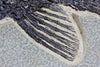 Magnificent Fossil Gar Fish from Wyoming - 2.9 feet 