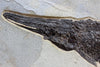 Magnificent Fossil Gar Fish from Wyoming - 2.9 feet 