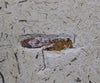 Fossil Grasshopper from Crato, Brazil