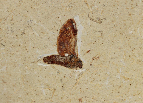 Fossil Mayfly - Crato Formation, Brazil