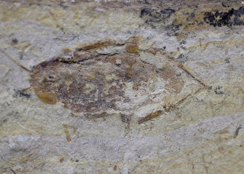Fossil Cockroach - Crato Formation, Brazil