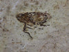 Fossil Cockroach - Crato Formation, Brazil