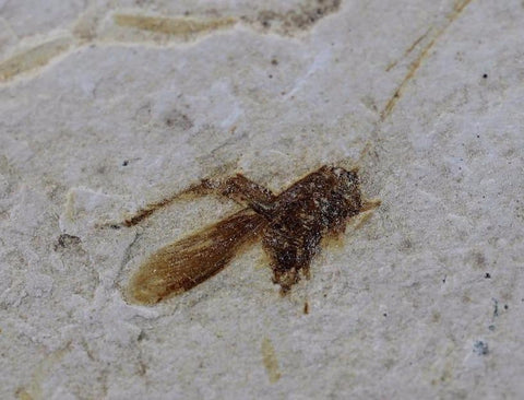 Fossil Grasshopper from Crato, Brazil