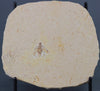 Fossil Cockroach - Crato Formation, Brazil