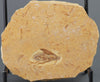 Fossil Cockroach - Crato Formation, Brazil