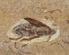Fossil Cockroach - Crato Formation, Brazil
