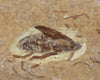Fossil Cockroach - Crato Formation, Brazil