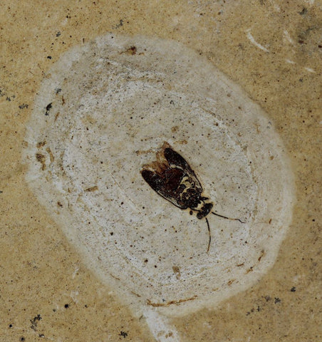 Fossil Marchfly - Crato Formation, Brazil