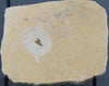 Fossil Marchfly - Crato Formation, Brazil