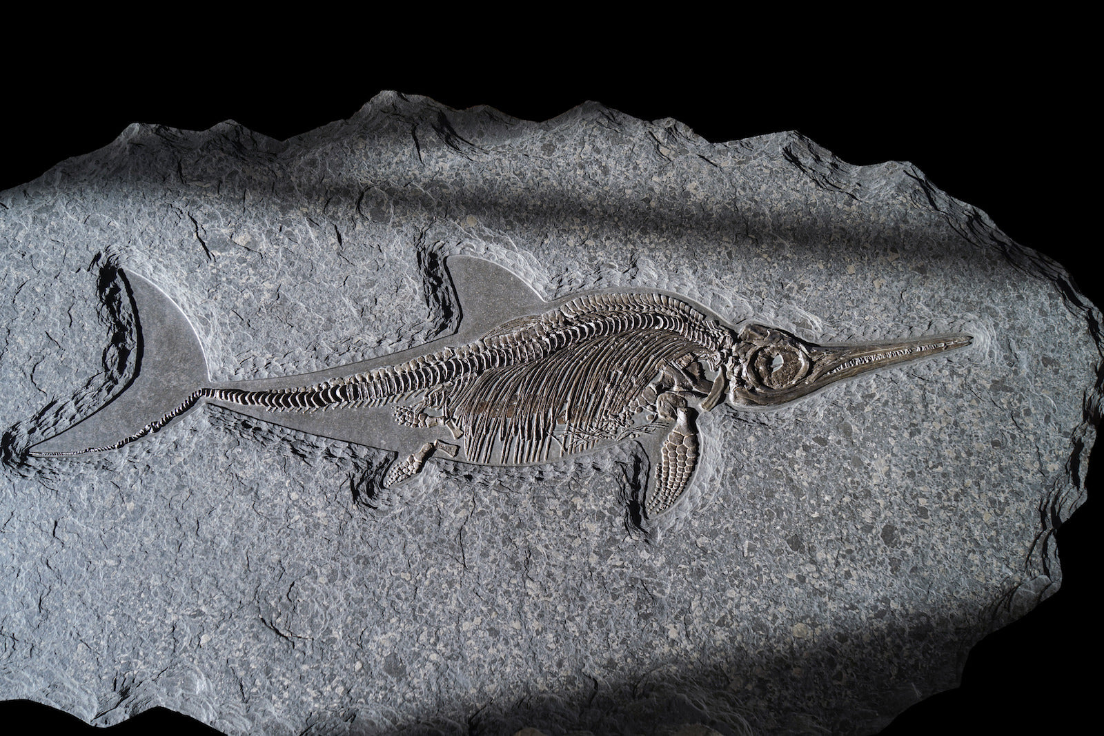 Mosasaur Skull For Sale Prognathodon Fossil Realm