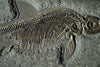 Ichthyosaur - Stenopterygius - 4' Specimen