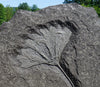 Jurassic Crinoid, Seirocrinus subangularis, Posidonia Shale