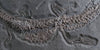 Jurassic Crocodile, Posidonia Shale, Germany
