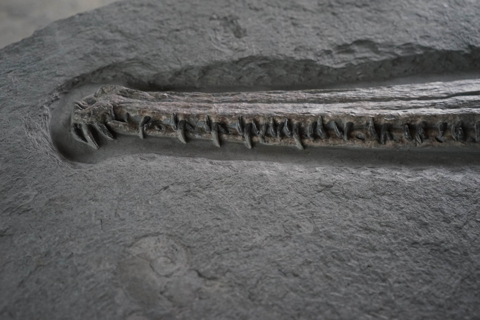 Fossil Crocodile for Sale - Huge Steneosaurus, Holzmaden – Fossil Realm