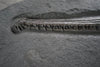 Jurassic Crocodile, Posidonia Shale, Germany