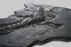 Jurassic Crocodile, Posidonia Shale, Germany