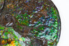 Large Iridescent Ammonite (Ammolite), 19.5”
