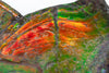 Iridescent Ammonite (Ammolite), 19.5”