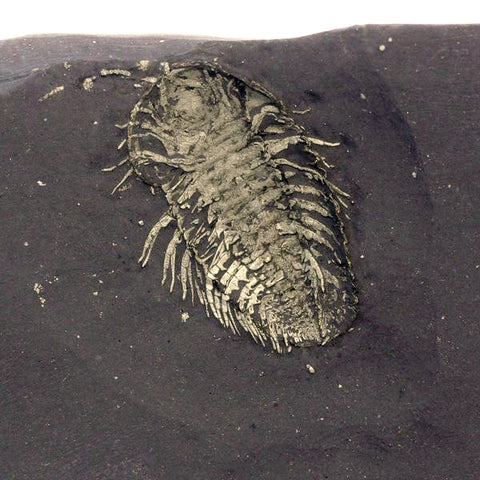 Super Rare Pyritized Triarthrus Trilobite - 1.9cm