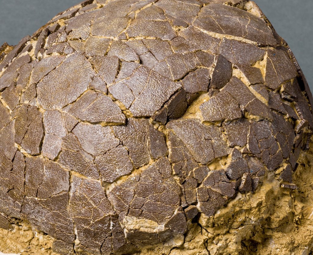 Rare Dinosaur Egg For Sale Fossil Realm