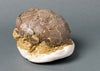 Fossils for Sale: Spectacular Rare Dinosaur Egg (Titanosaur) from France - back view 