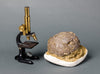 Fossils for Sale: Spectacular Rare Dinosaur Egg (Titanosaur) from France - showing scale