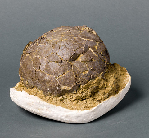 Fossils for Sale: Spectacular Rare Dinosaur Egg (Titanosaur) from France 